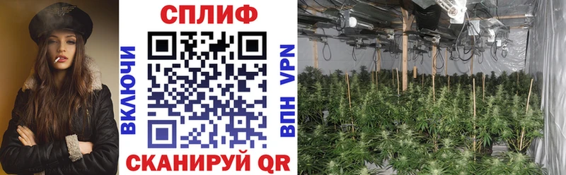 Каннабис конопля Щигры